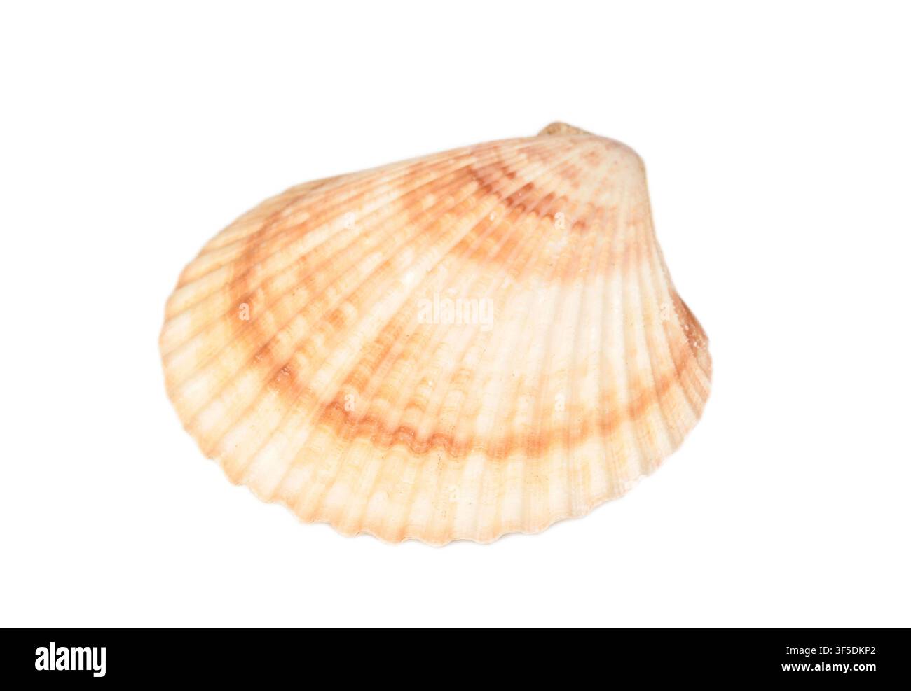 Seashell isolated on white background Stock Photo