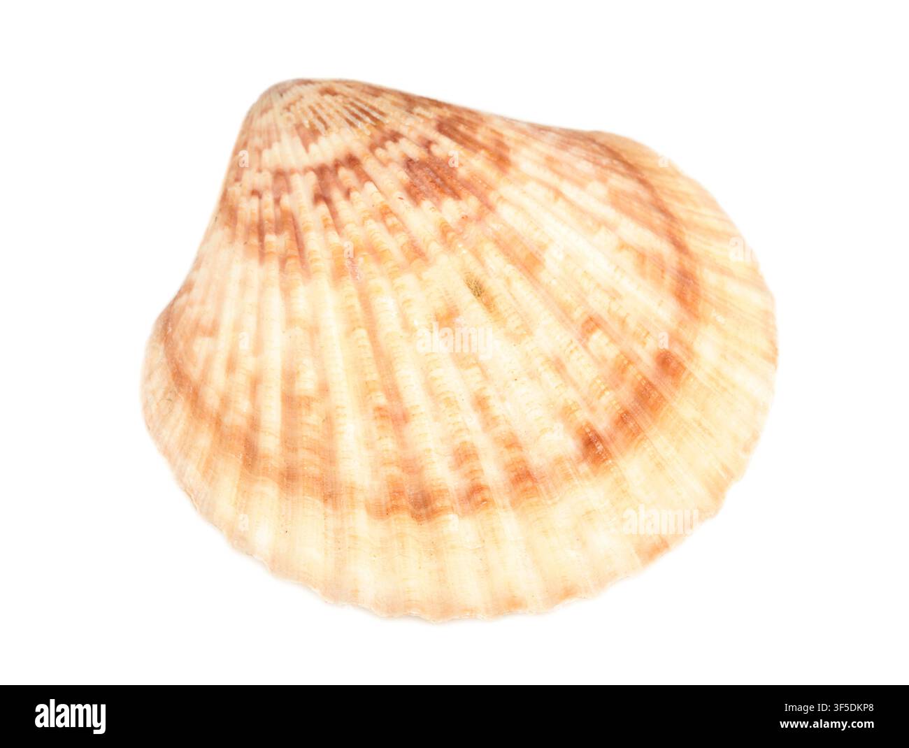Seashell isolated on white background Stock Photo