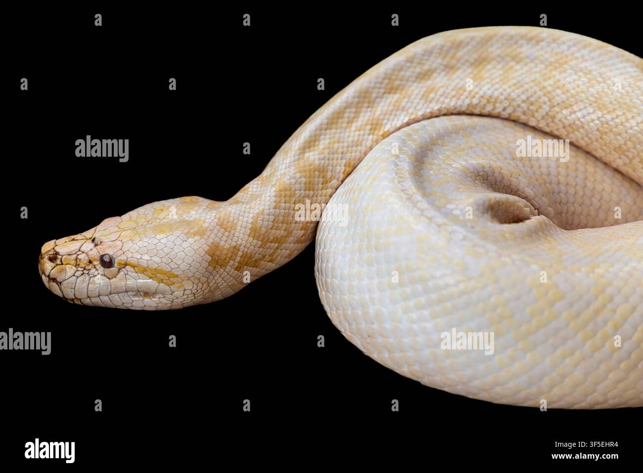 An albino Burmese python (Python bivittatus) coils calmly, its pale yellow and white pattern creating a striking look. Stock Photo