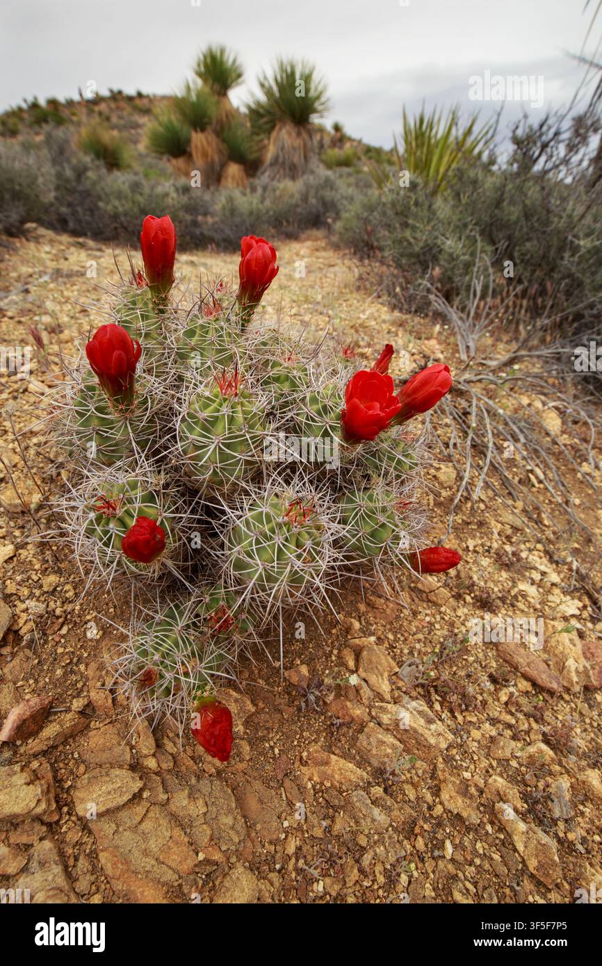 Red blooming hedgehog cactus in Joshua Tree National Park Stock Photo