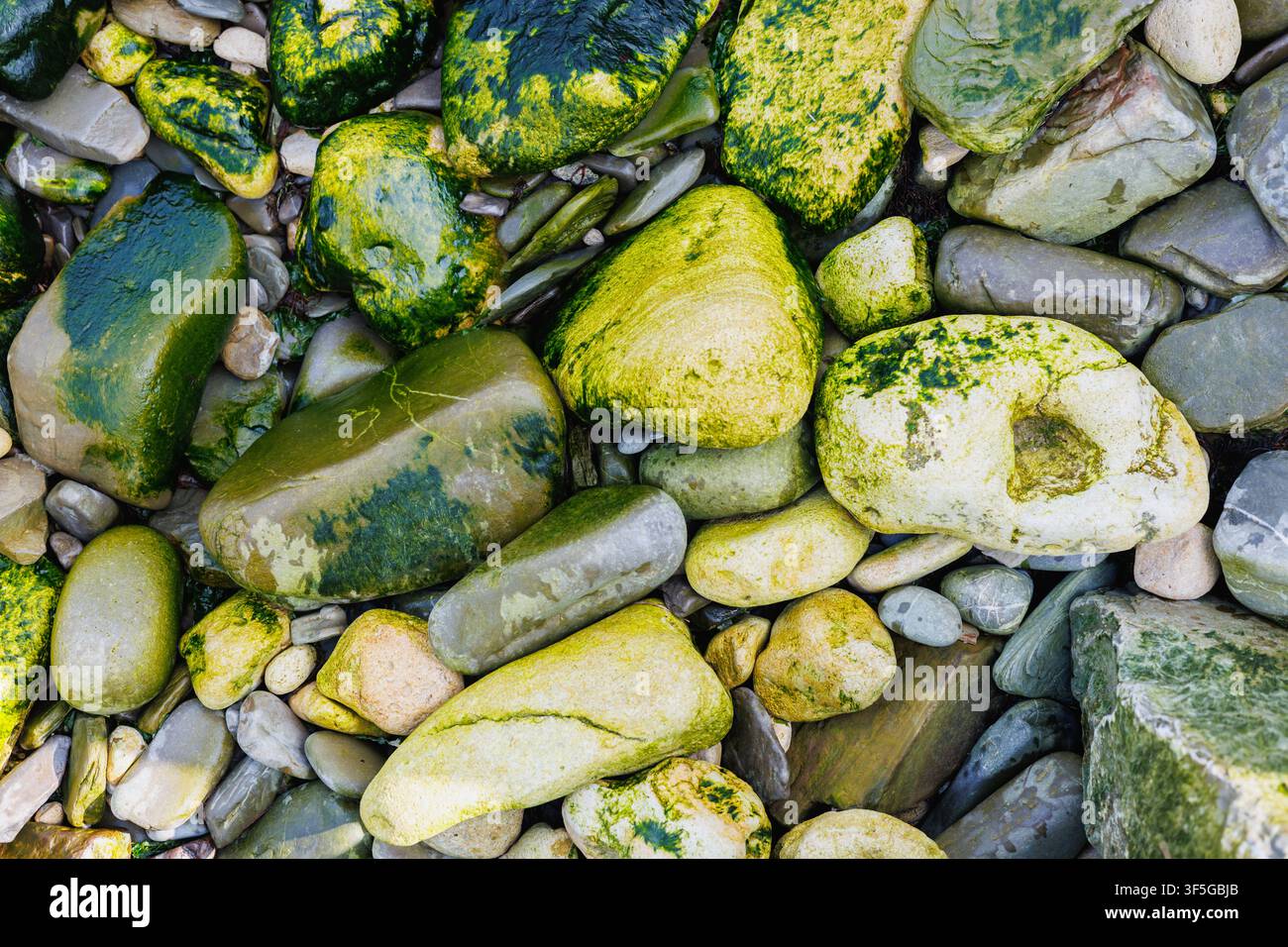 Green Algae Covered Coastal Stones Background Texture Stock Photo
