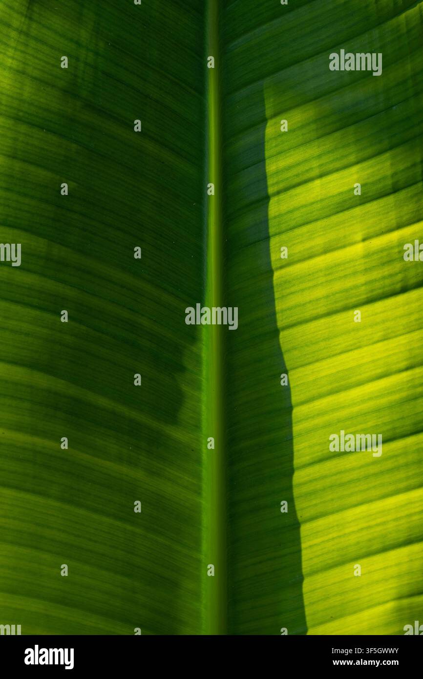 Green leaf close up, textured surface with light and shadow Stock Photo