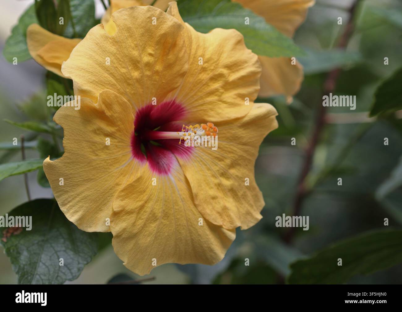 Yellow Hibiscus Stock Photo