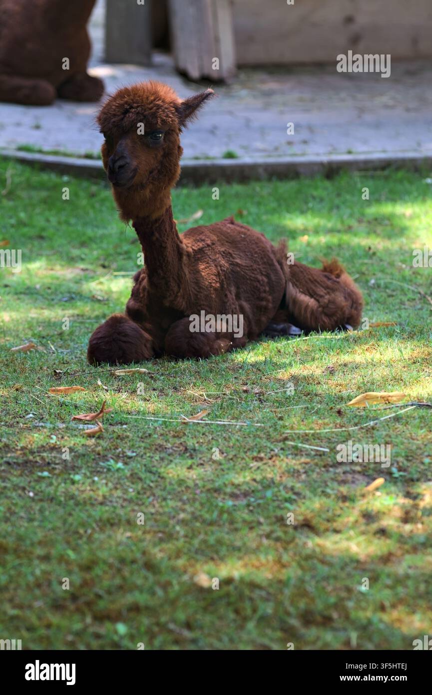 Alpaca lying down on the grass in a zoo enclosure Stock Photo