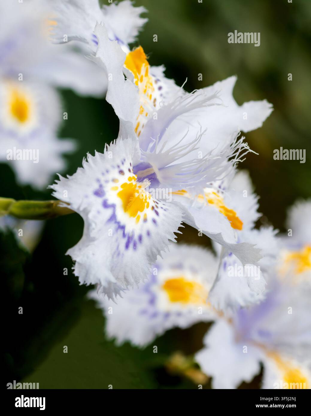 Fringed iris flowers close up with soft bokeh background Stock Photo