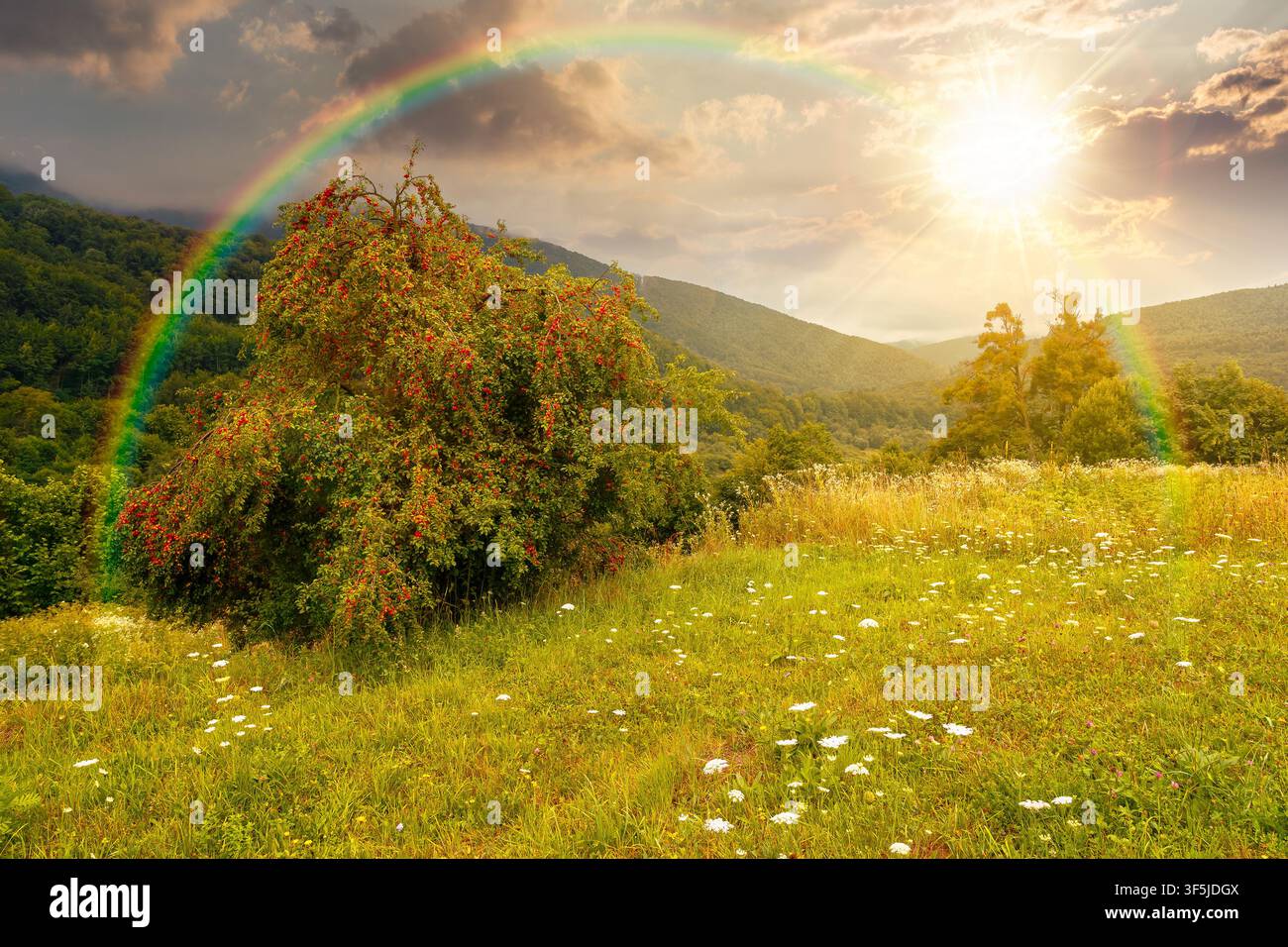 sunset over rural mountain landscape of ukraine. countryside scenery of transcarpathia in summer. forested hills and grassy meadows under cloudy sky Stock Photo