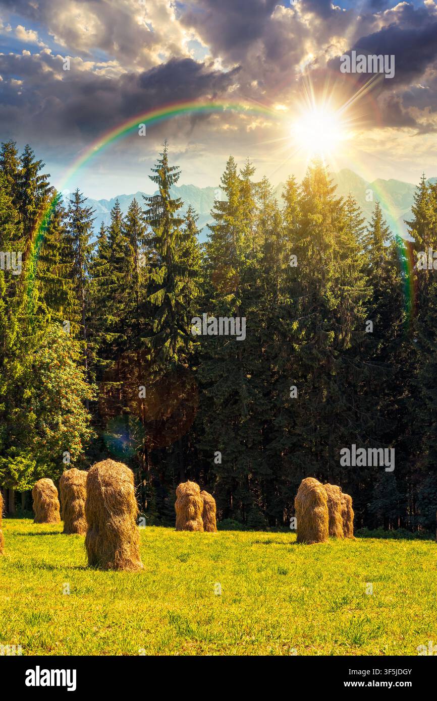 sunset over rural landscape with coniferous forest on a green hill. spruce trees on grassy meadow in tatra mountains. summer vacation in poland. weath Stock Photo