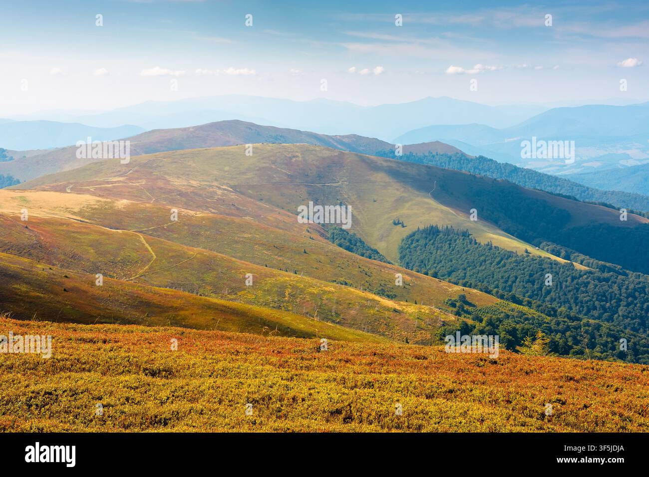 Carpathian mountain landscape in late summer. scenic view of Transcarpathia region from the Great Summit. colorful alpine blueberry field on Polonyna Stock Photo