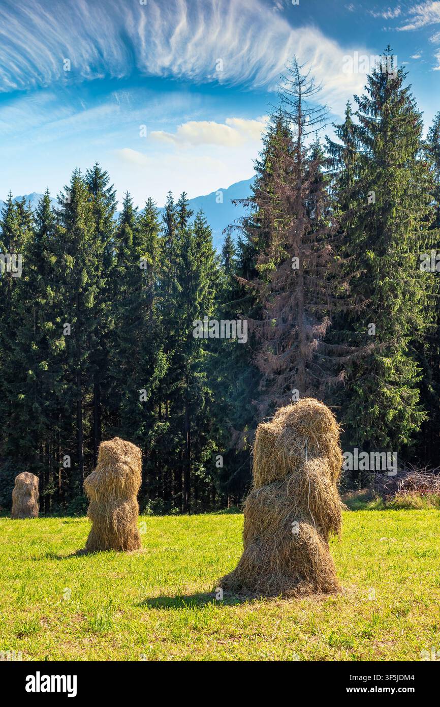 rural landscape with coniferous forest on a green hill. spruce trees on grassy meadow in tatra mountains. summer vacation in poland Stock Photo