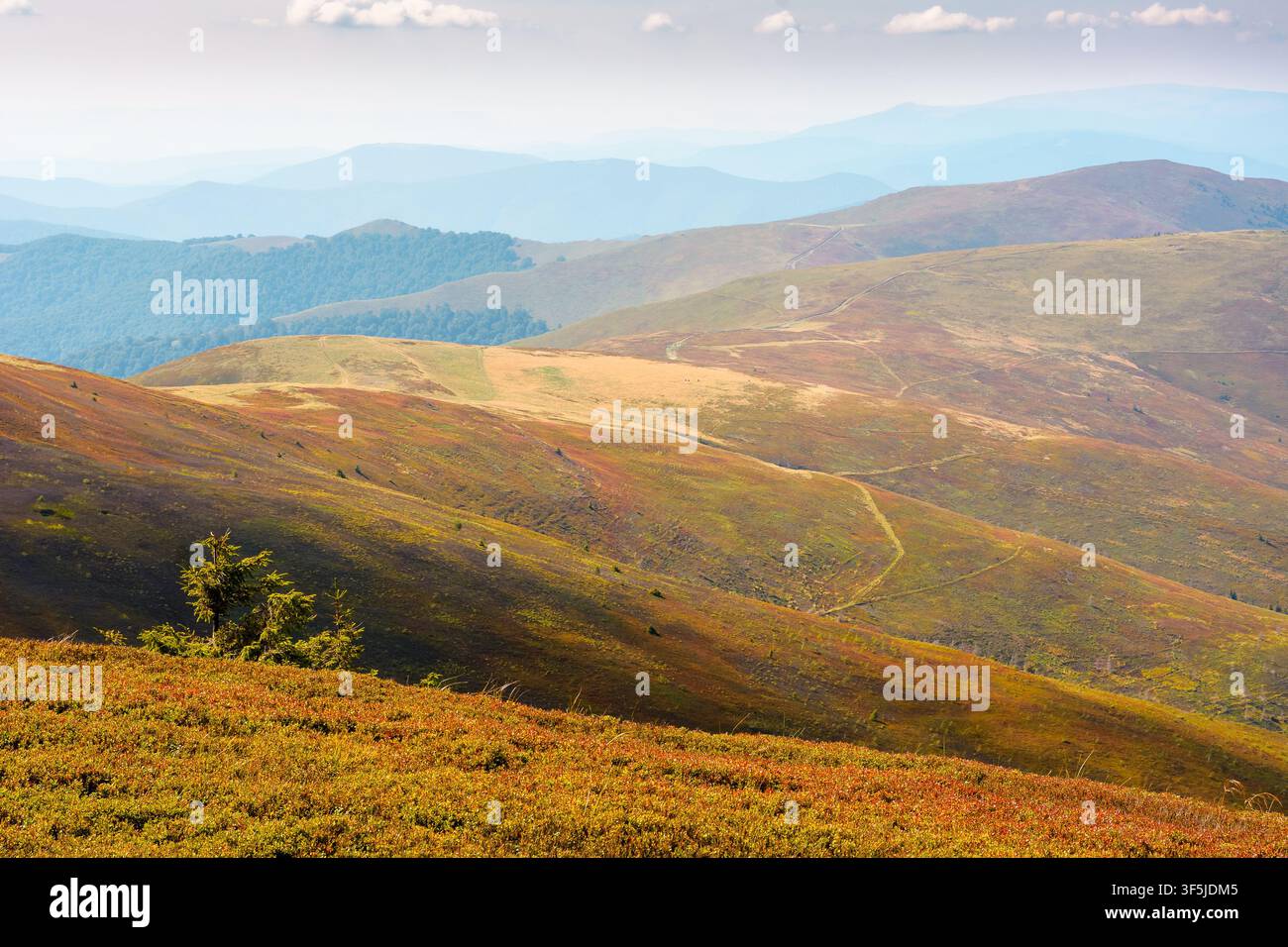 Carpathian mountain landscape in late summer. scenic view of Transcarpathia region from the Great Summit. colorful alpine blueberry field on Polonyna Stock Photo