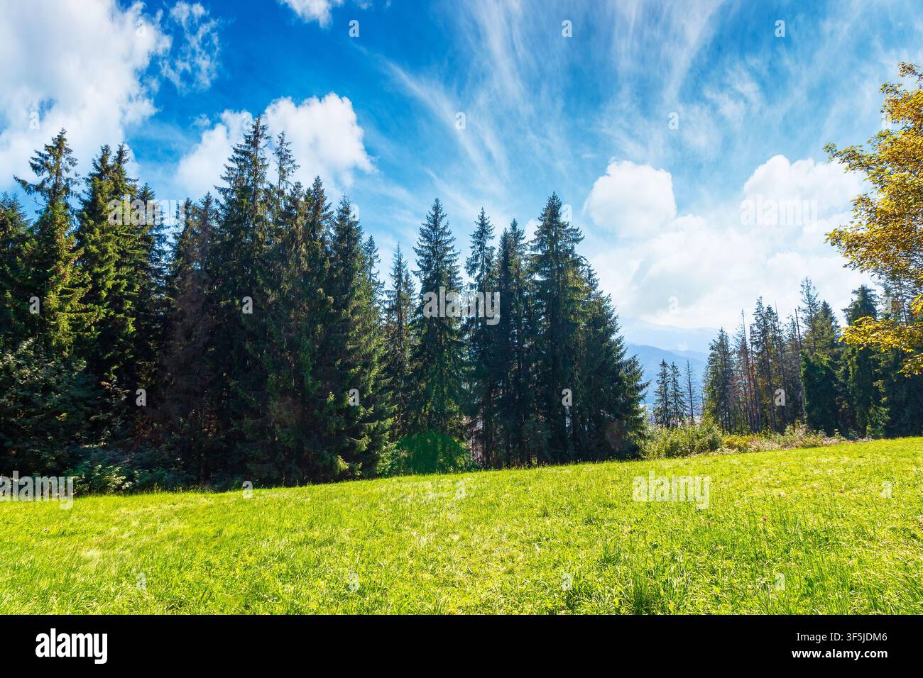 landscape with coniferous forest in summer. scenic view of mountain landscape in poland. spruce trees on a grassy alpine meadow. clouds on the blue sk Stock Photo