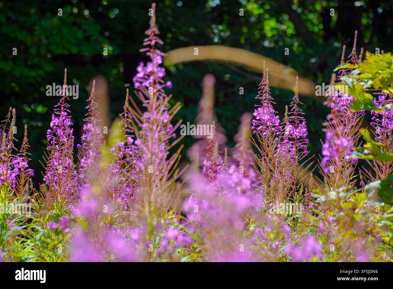 fireweed in full bloom. floral background with purple herb near the forest. willowherb closeup photo on a sunny day Stock Photo