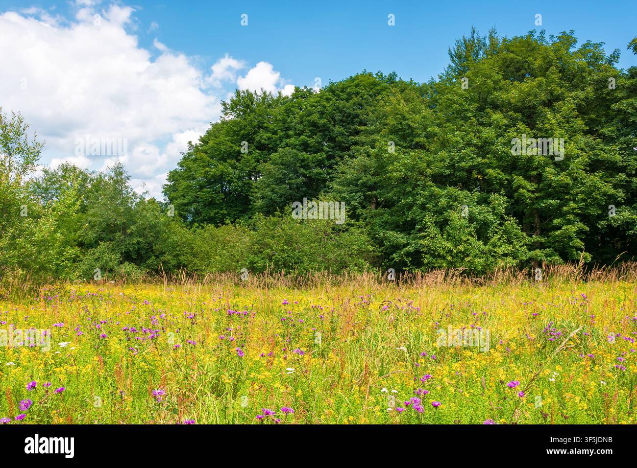 deciduous beech forest near meadow under blue sky. nature scenery with tall grass near forest in summer. carpathian beech forest of ukraine. wild fiel Stock Photo