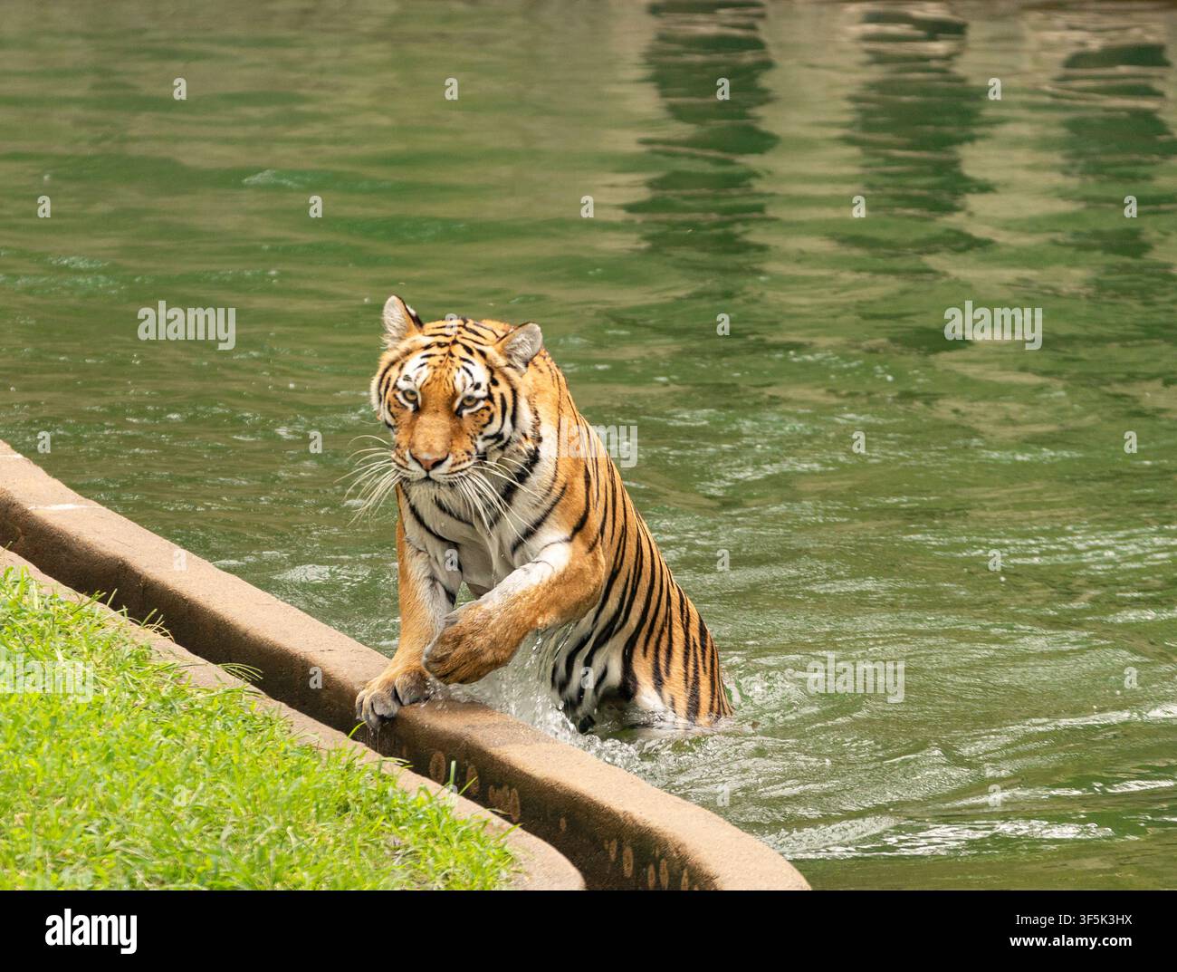 Tiger Emerging from Pond After a Quick Swim Stock Photo