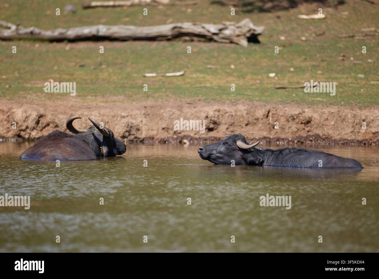 Domestic Water Buffalo Resting Near a Quiet Reservoir Stock Photo