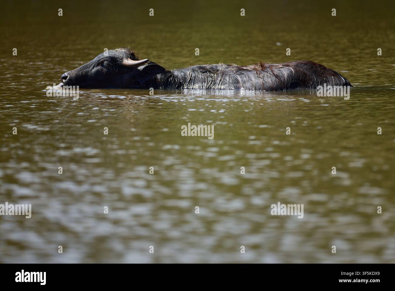 Domestic Water Buffalo Resting Near a Quiet Reservoir Stock Photo