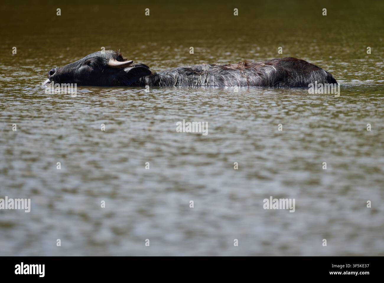 Domestic Water Buffalo Resting Near a Quiet Reservoir Stock Photo
