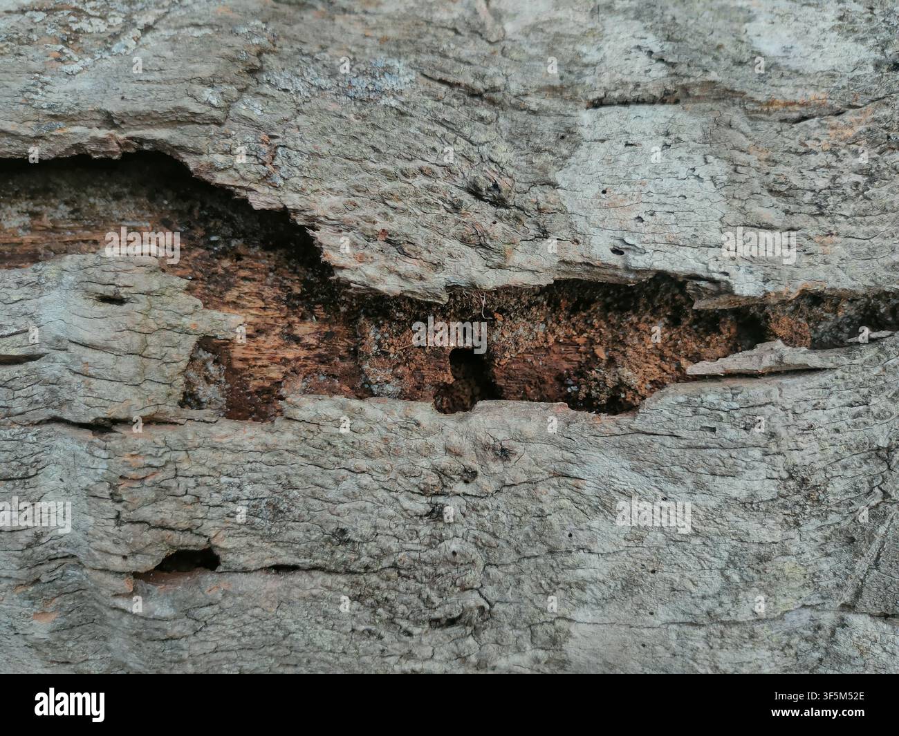 A macro shot of decaying tree bark featuring deep cracks, rough crevices, and exposed inner reddish-brown wood layers. Stock Photo