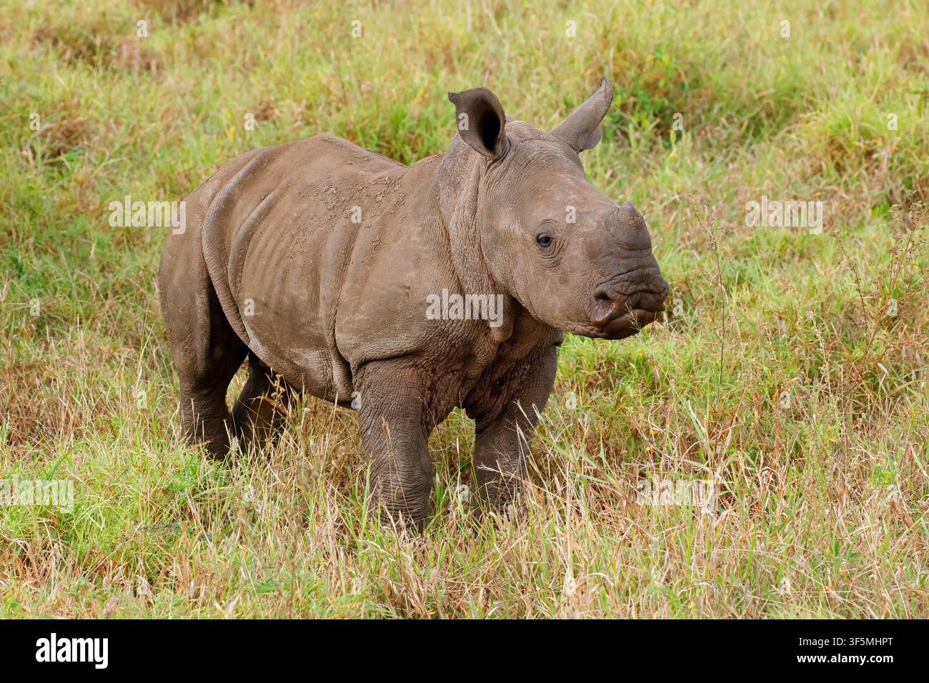 Cute white rhino hi-res stock photography and images - Alamy
