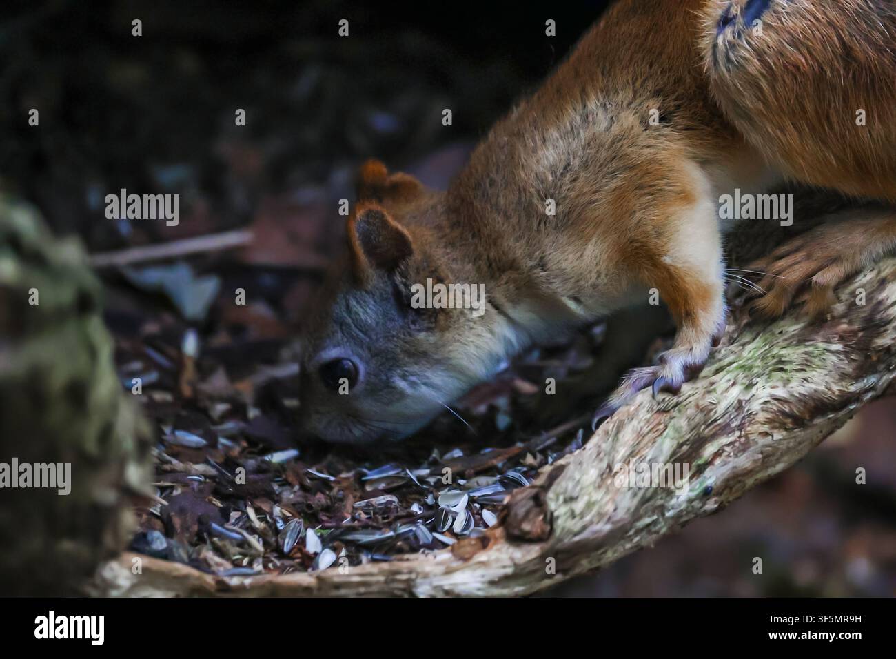 A gray-red squirrel eats on the ground. Side view. Stock Photo