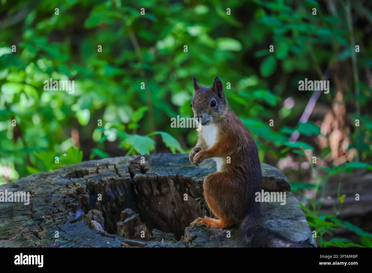 A gray-red squirrel eats on the ground. Side view. Stock Photo