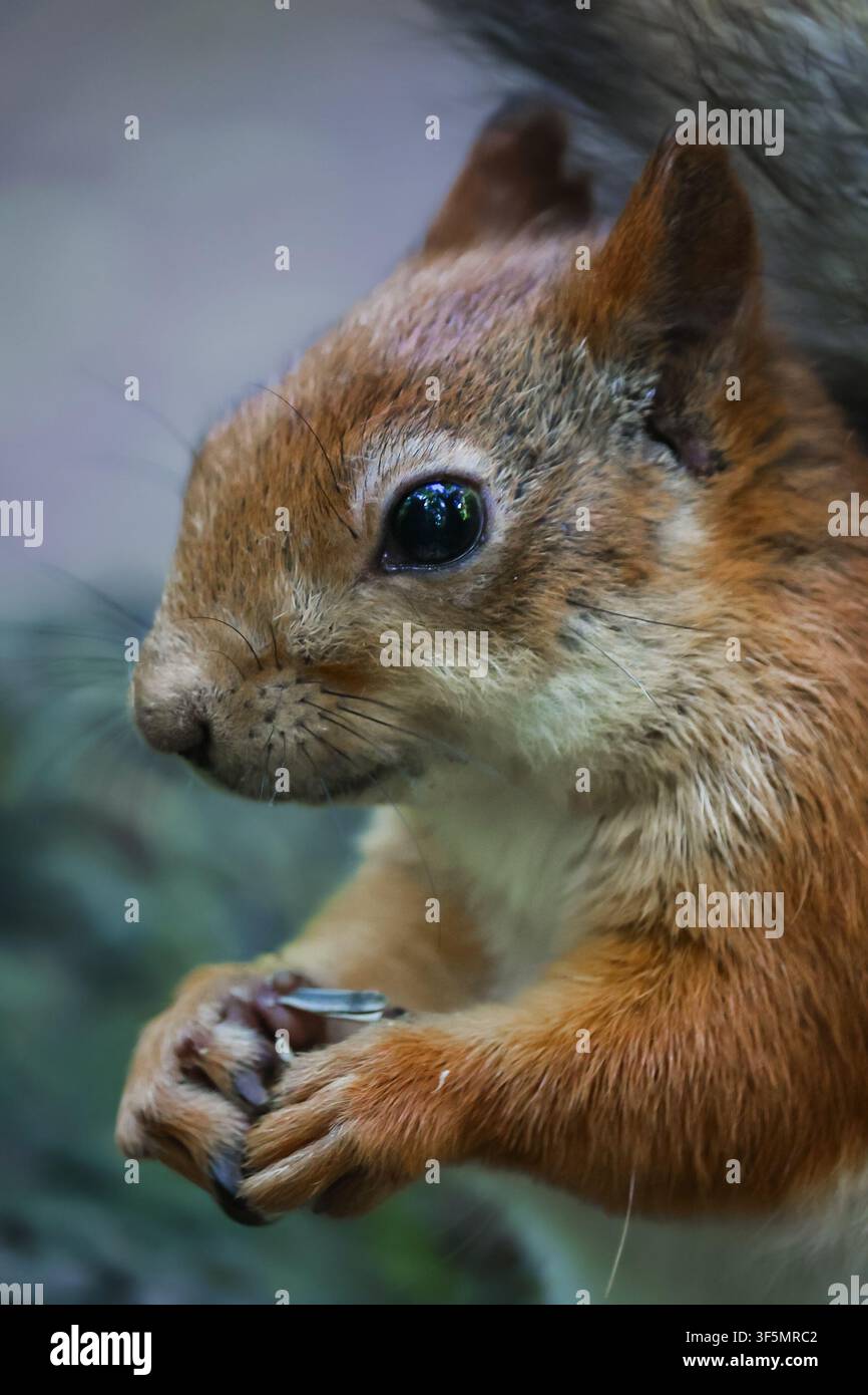 A gray-red squirrel eats on the ground. Side view. Stock Photo