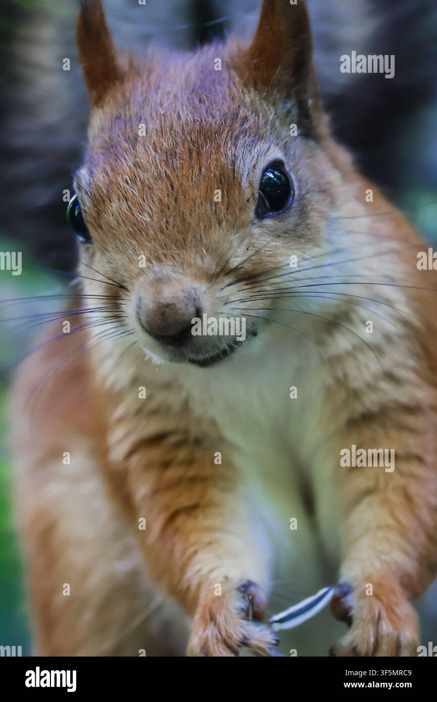 A gray-red squirrel eats on the ground. Side view. Stock Photo