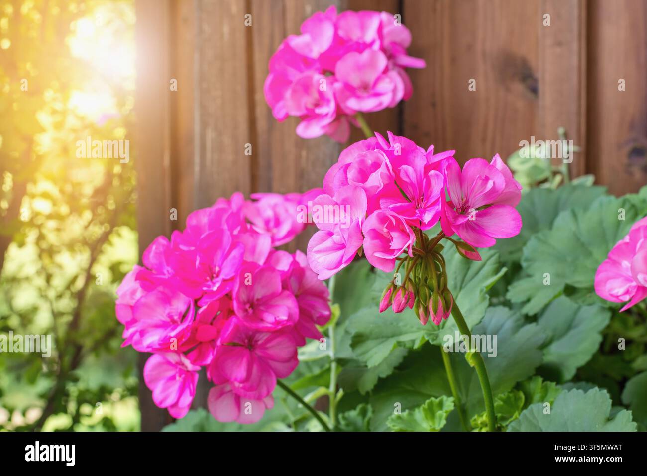 Richly blooming geranium flowers on the windows Stock Photo