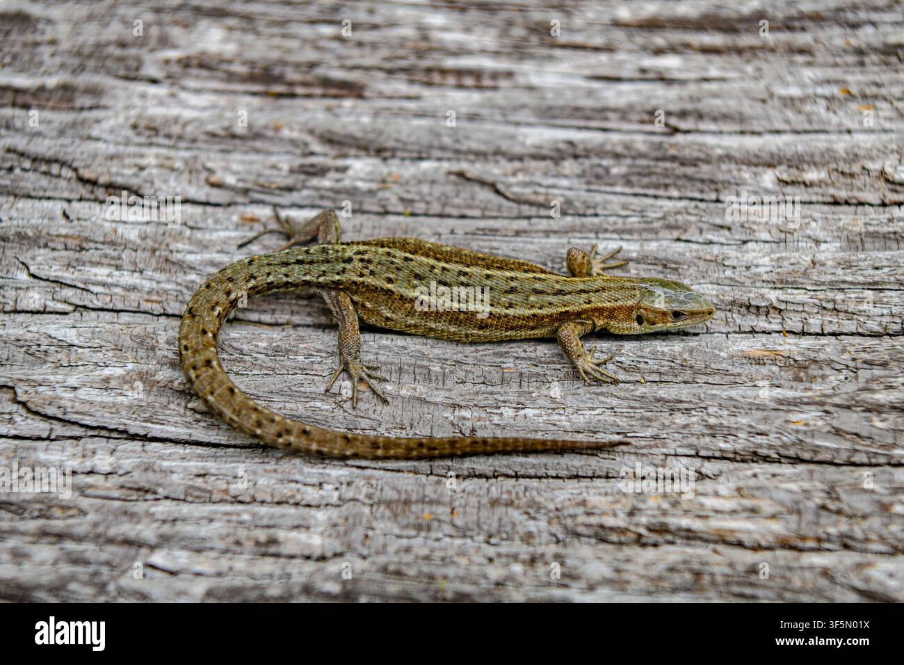 Common wall lizard resting on weathered wood Stock Photo