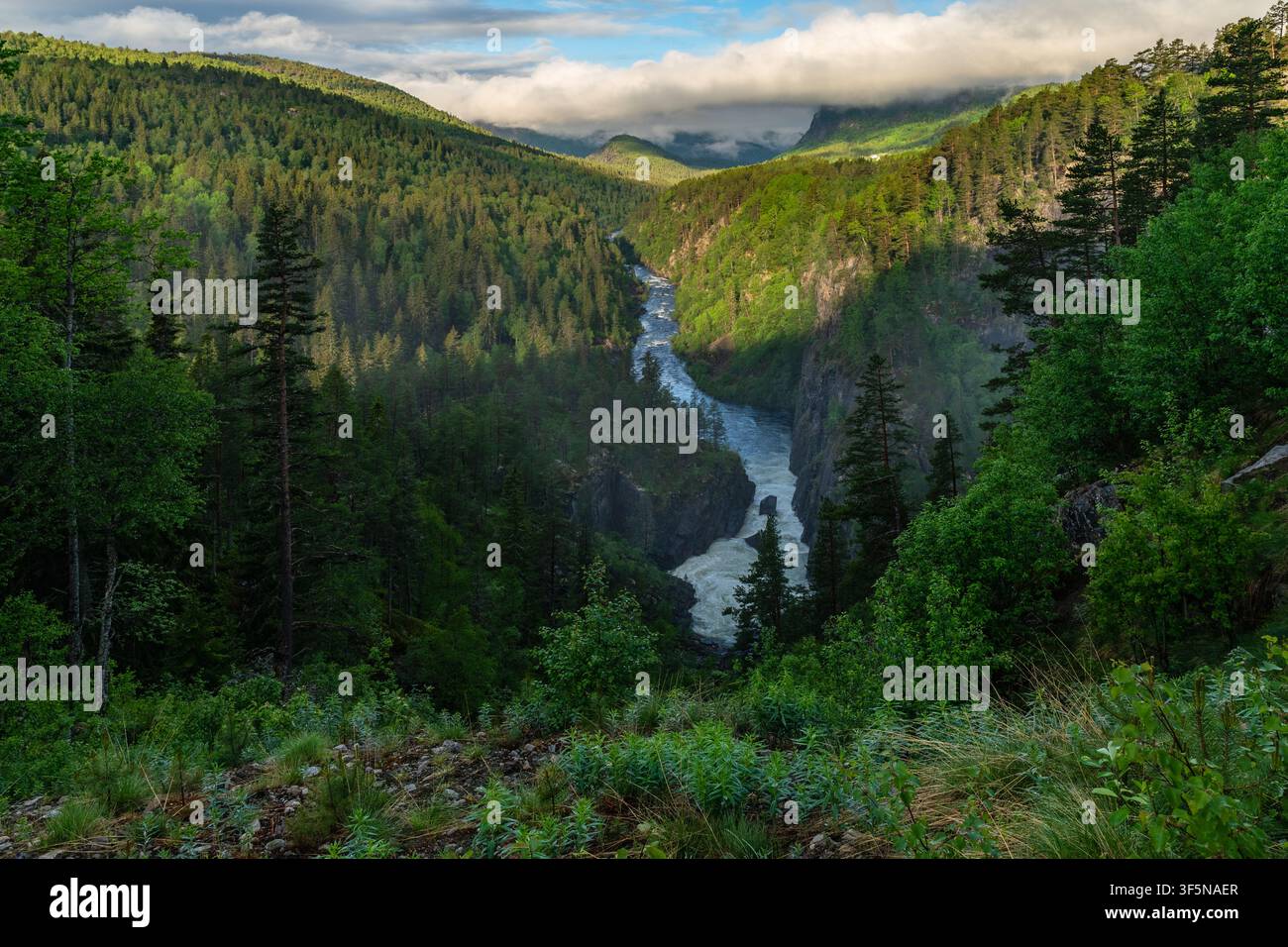 Wild mountain river flowing through dense forest Stock Photo