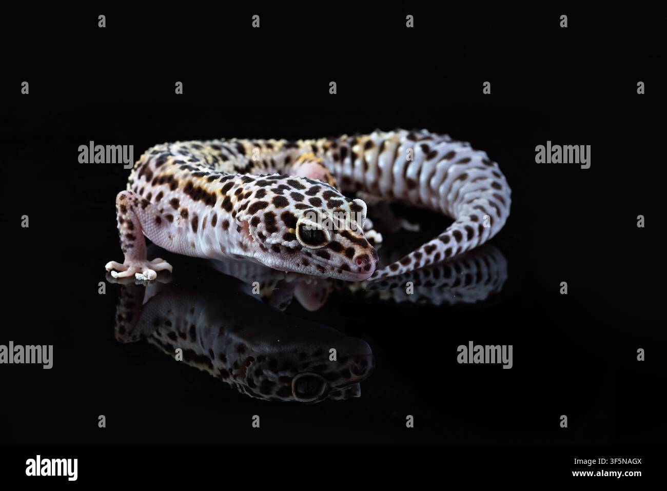 a leopard gecko on a dark background Stock Photo