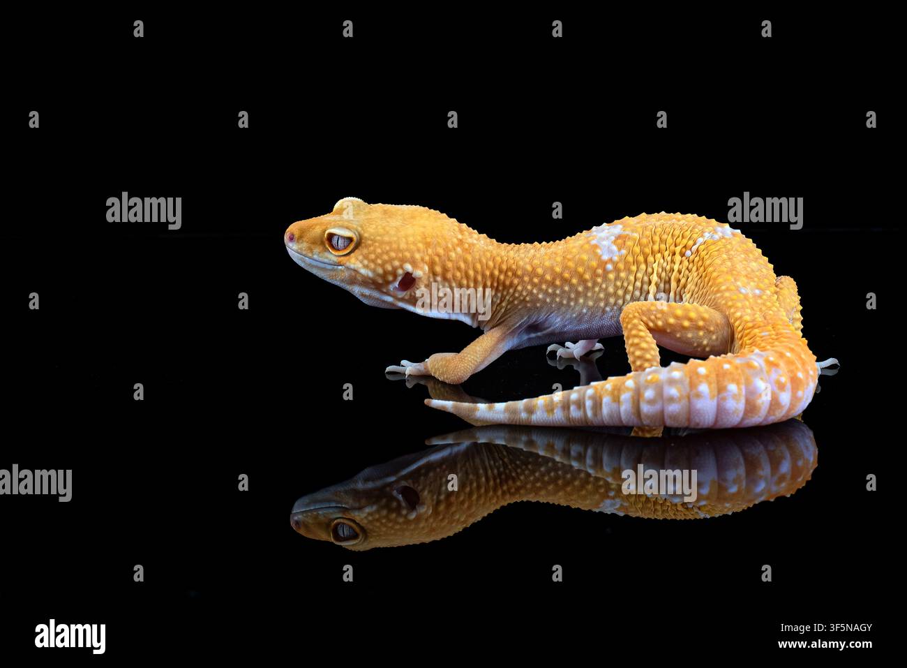 a leopard gecko on a dark background Stock Photo