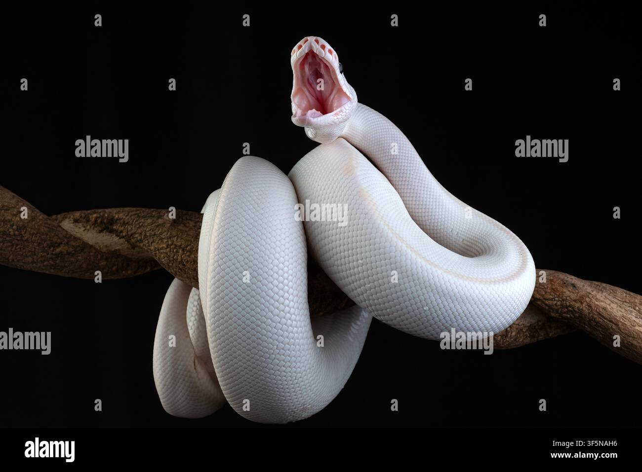 an albino python coiled around a tree branch Stock Photo