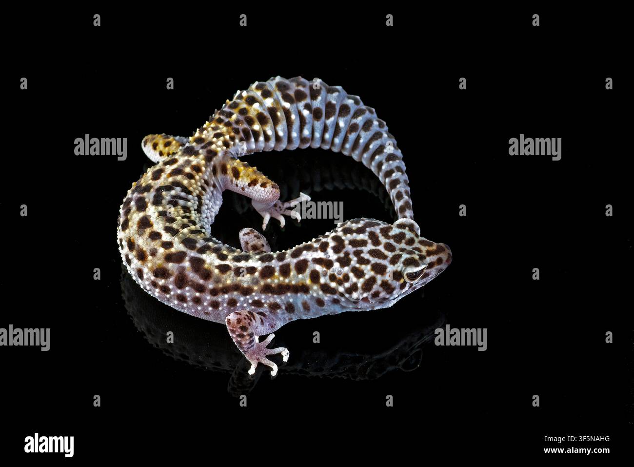a leopard gecko on a dark background Stock Photo