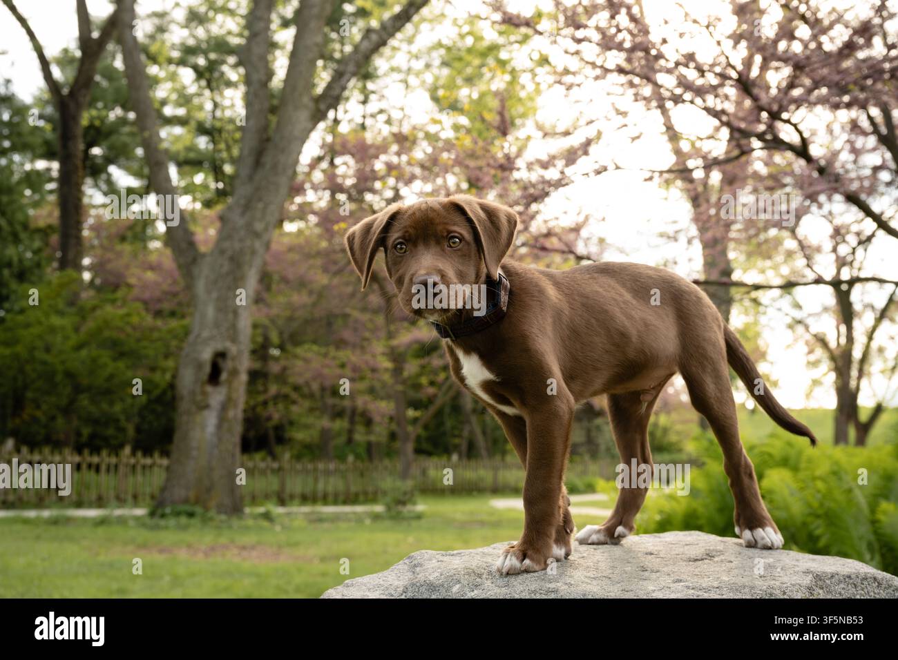 Curious brown puppy standing on a rock outside Stock Photo
