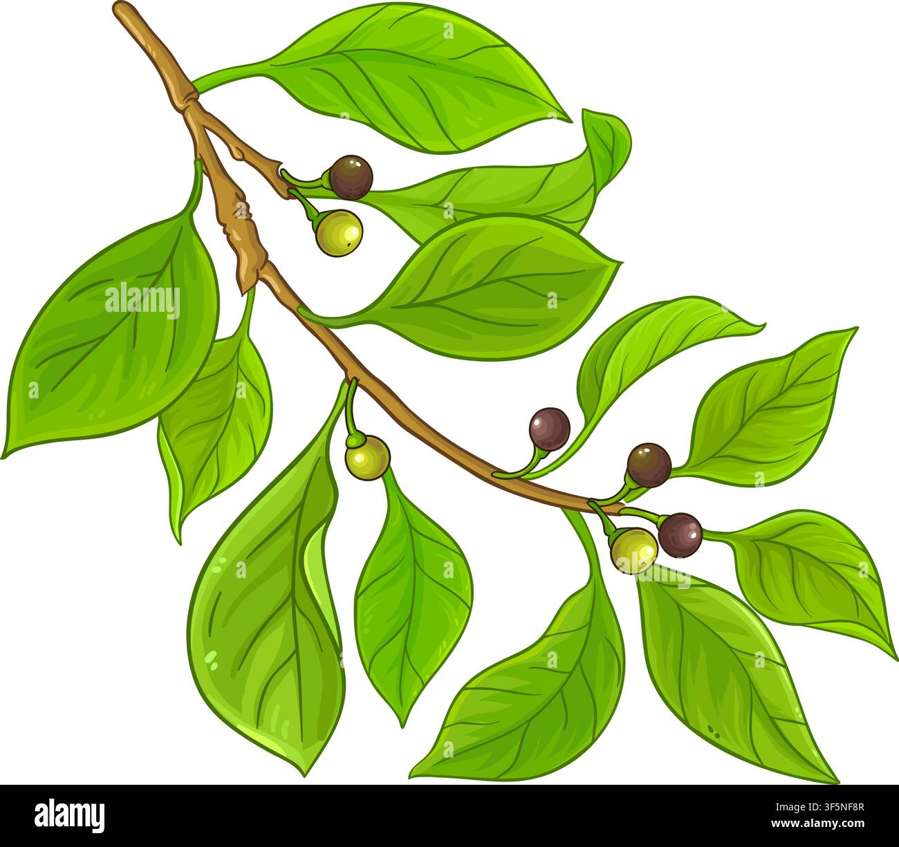Camphor Branch Colored Detailed Illustration. Stock Vector