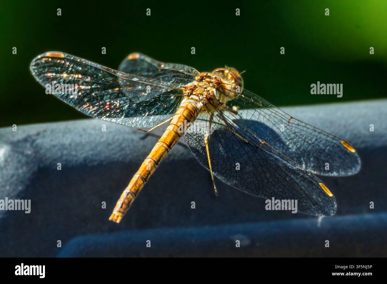 THe Common Darter dragonfly. Stock Photo