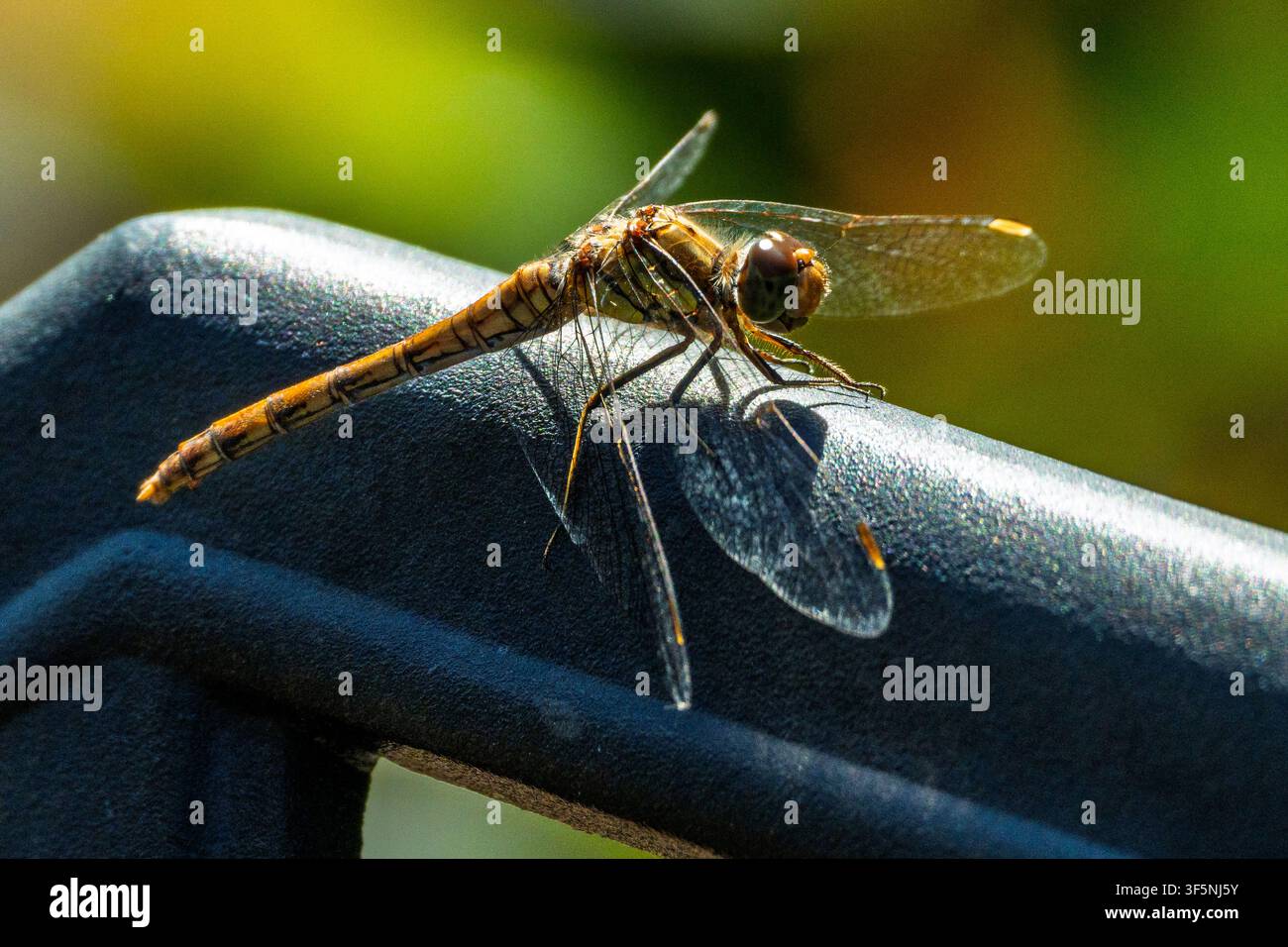 THe Common Darter dragonfly. Stock Photo