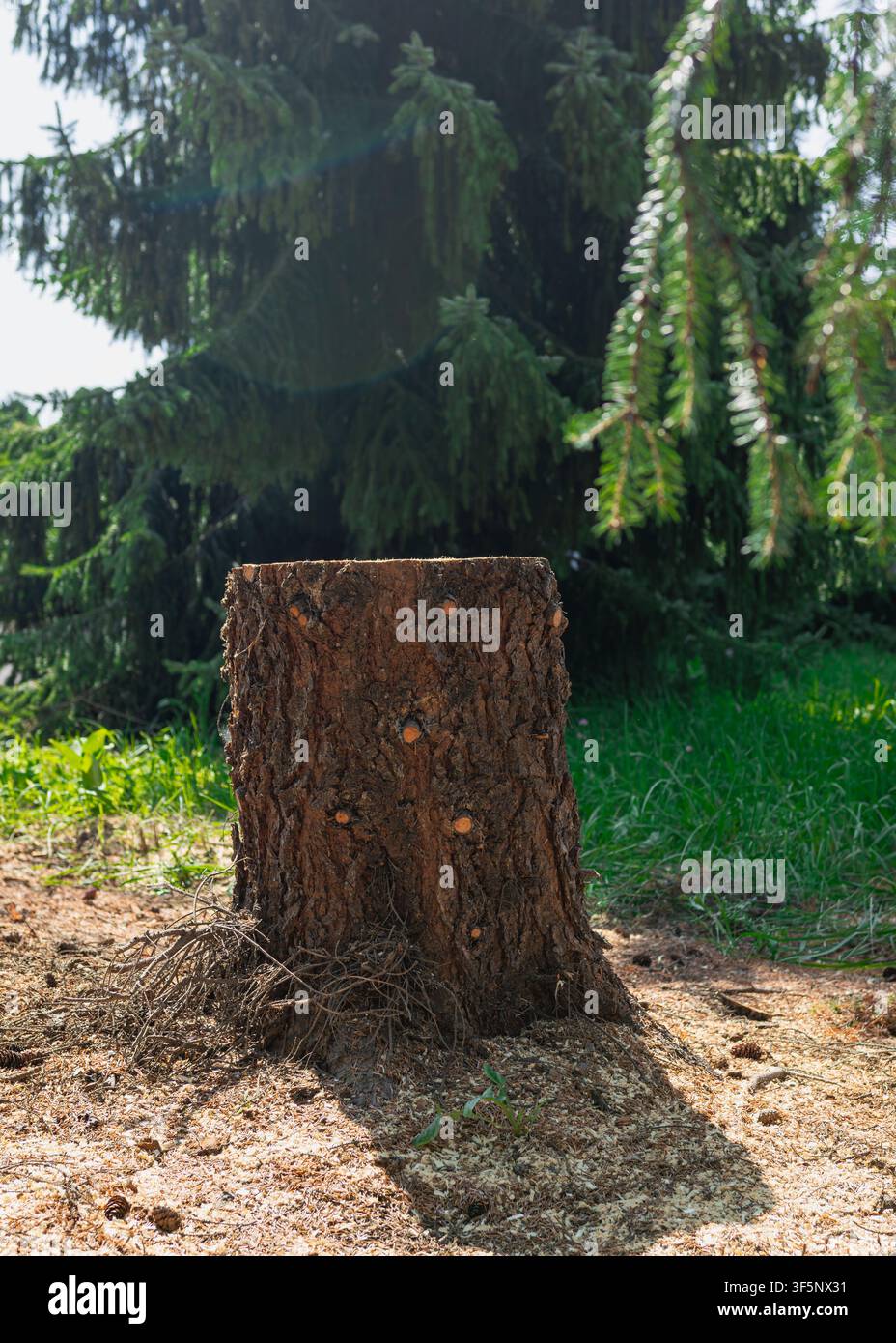 Fresh Tree Stump in Forest After Tree Removal Stock Photo