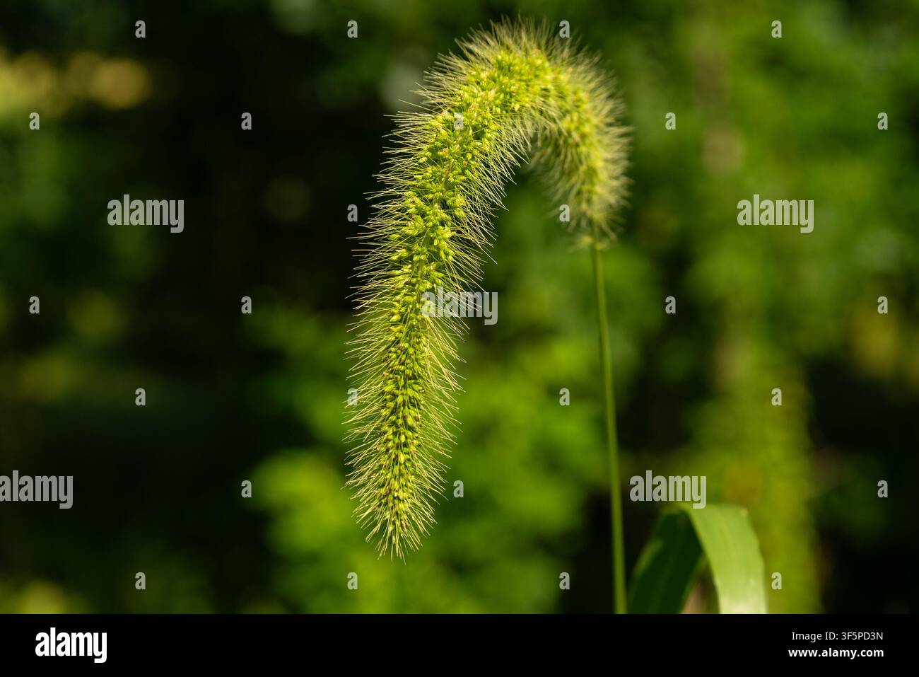 Foxtail grass autumn hi-res stock photography and images - Alamy