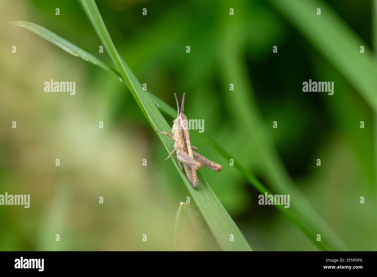 Small grasshopper sitting on a green grass blade Stock Photo