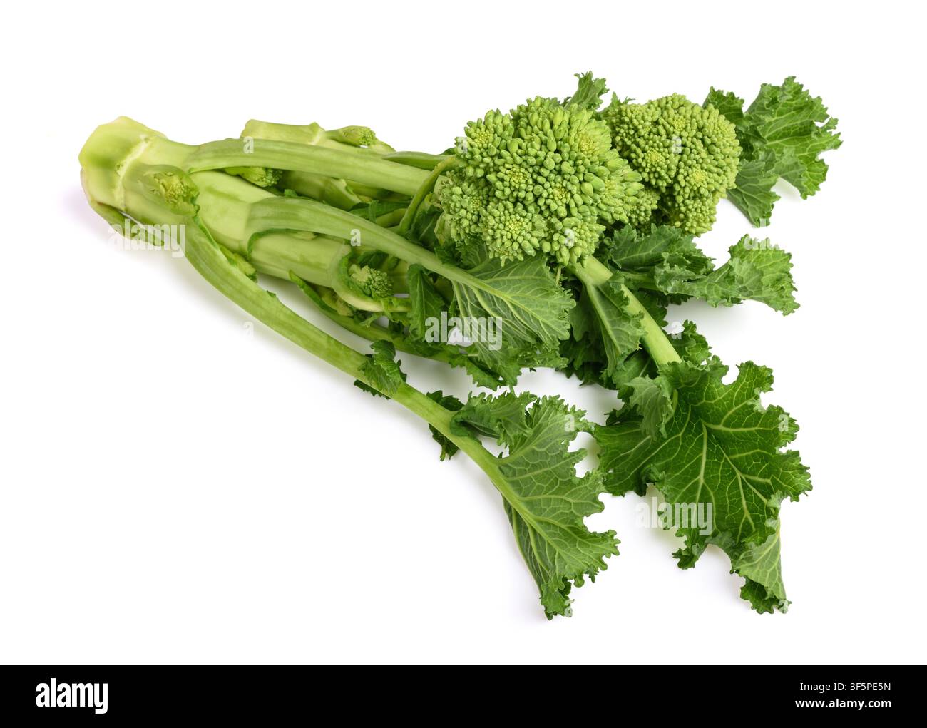 Fresh  rapini or broccoli rabe  isolated on white background Stock Photo