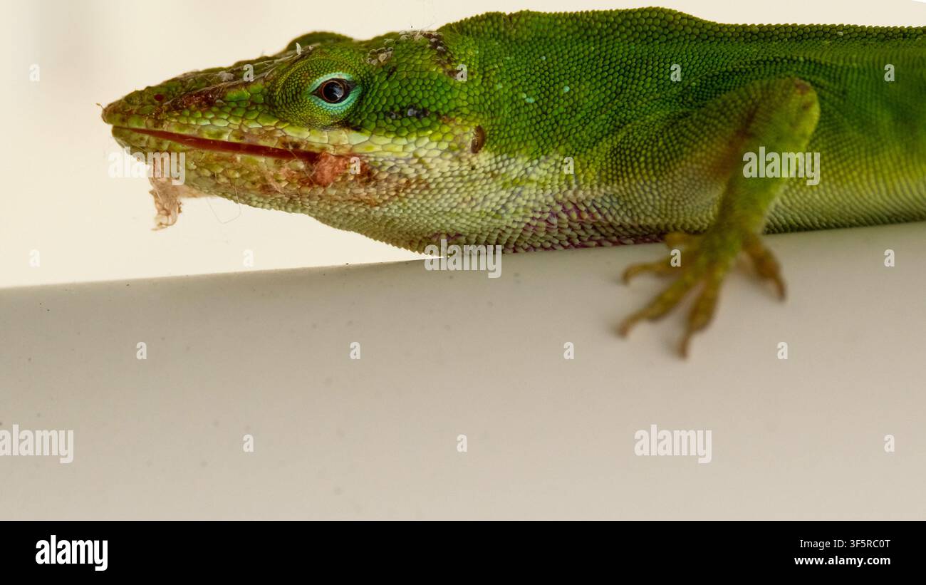 Close-up of Green Anole lizard with patches of shedding skin on its face Stock Photo