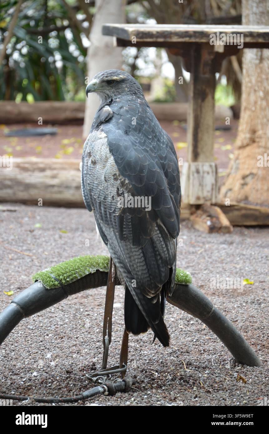 Black Eagle, Ictinaetus malaiensis Stock Photo