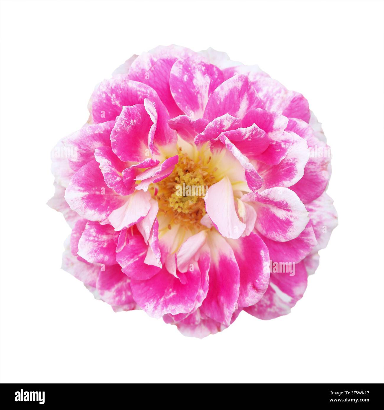 one beautiful variegated rose isolated on white Stock Photo
