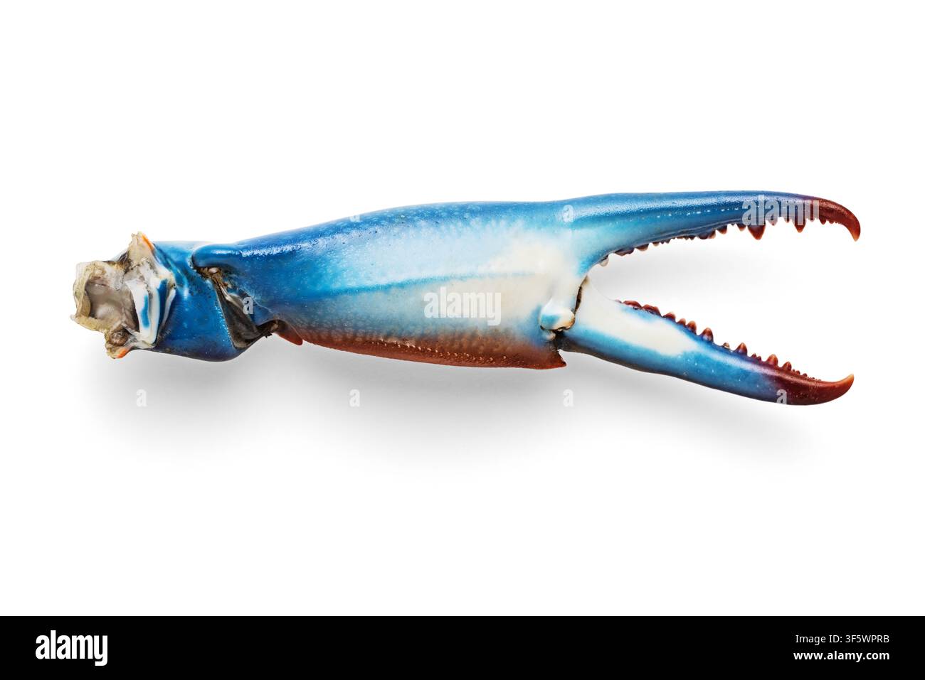 Blue crab claw isolated on white background Stock Photo