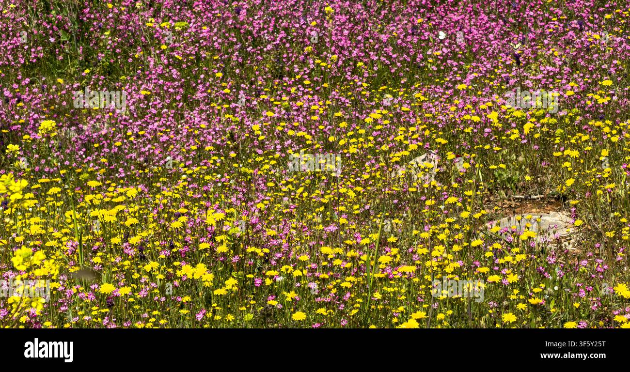 Pink Mediterranean catchfly mingles with yellow crown daisies across a sunlit spring meadow, dense tapestry of colorful wildflowers Stock Photo