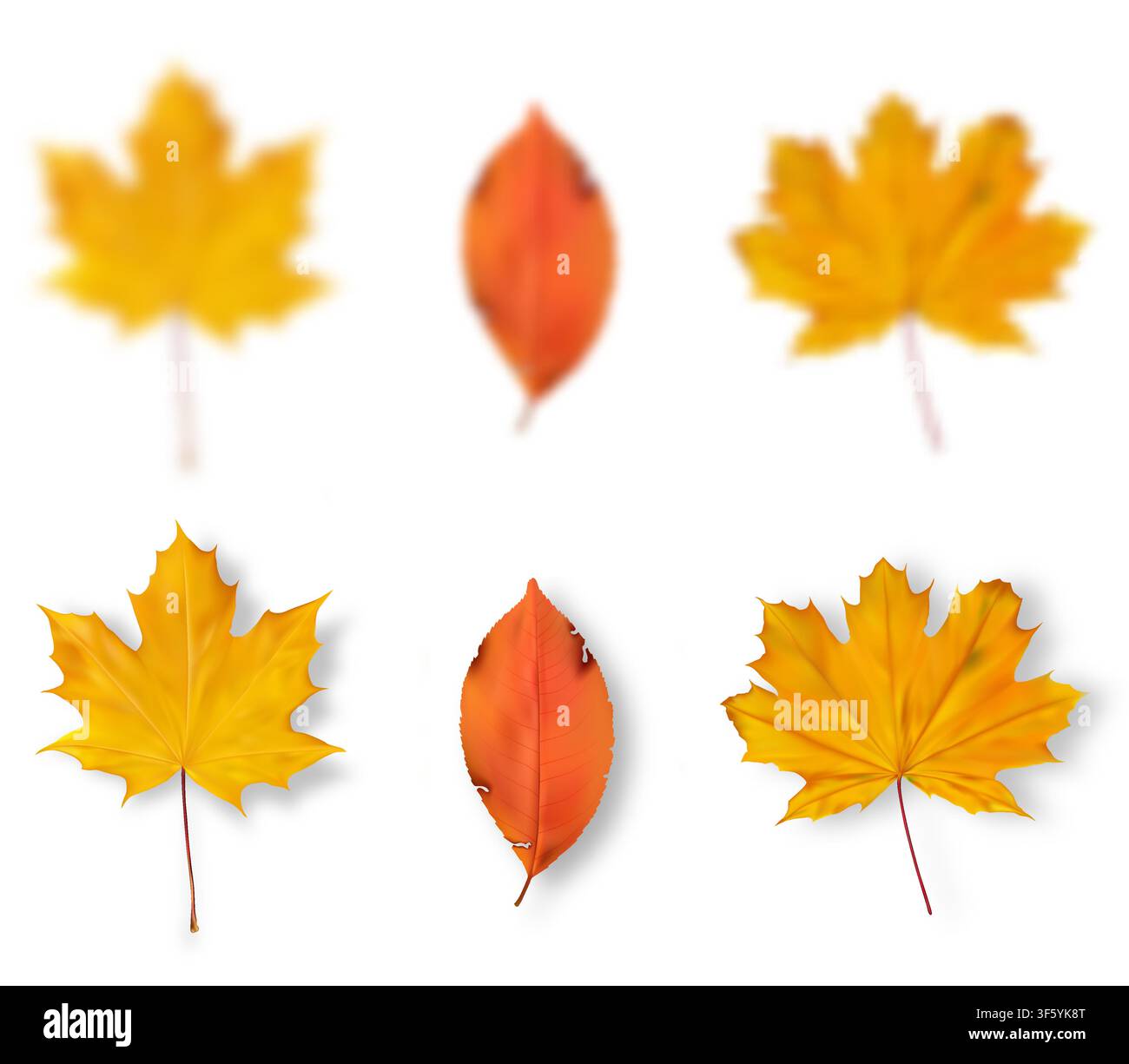 Realistic Autumn Leaves Collection Stock Vector