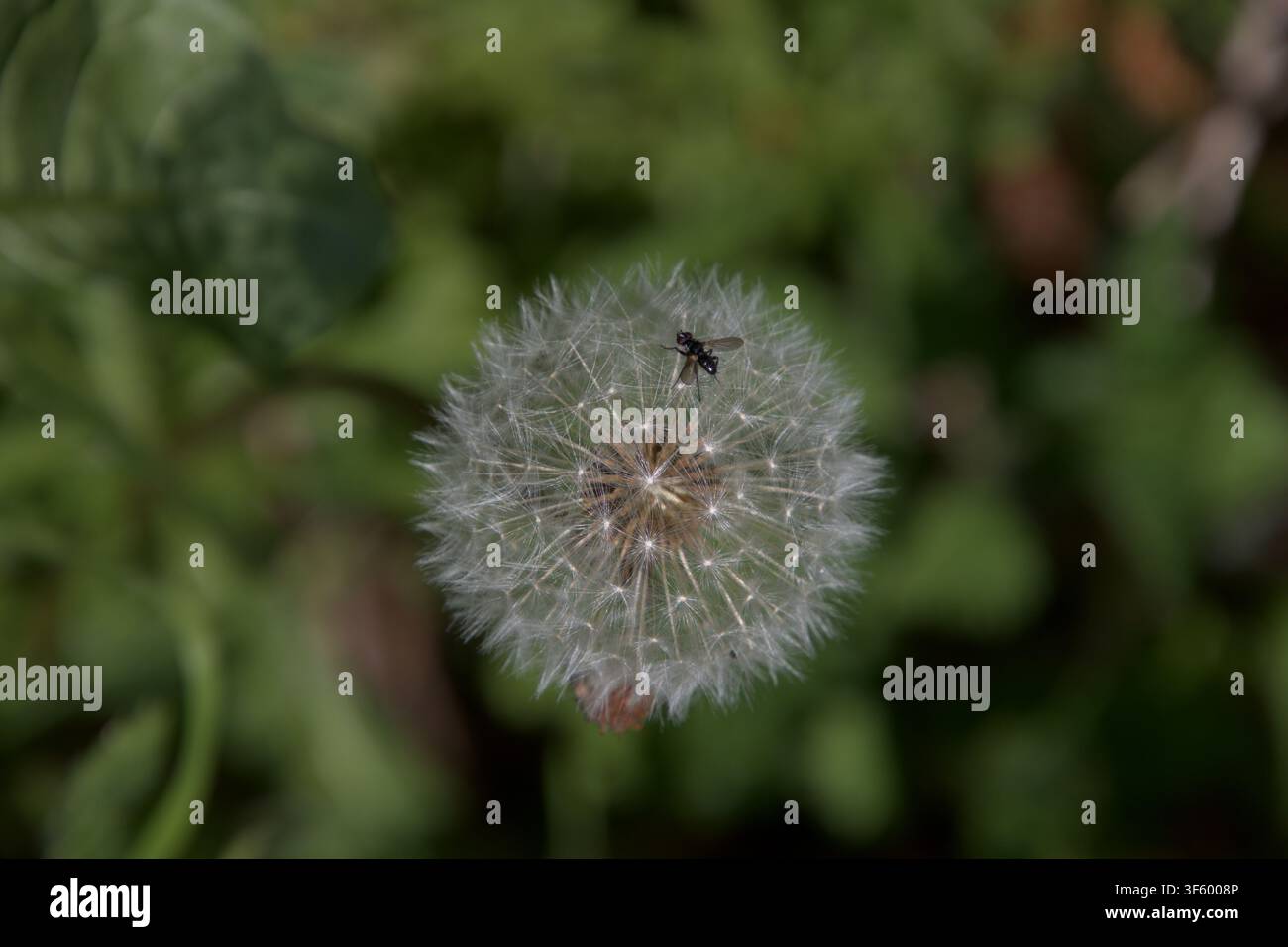 A small fly resting on a fluffy dandelion puff ball Stock Photo