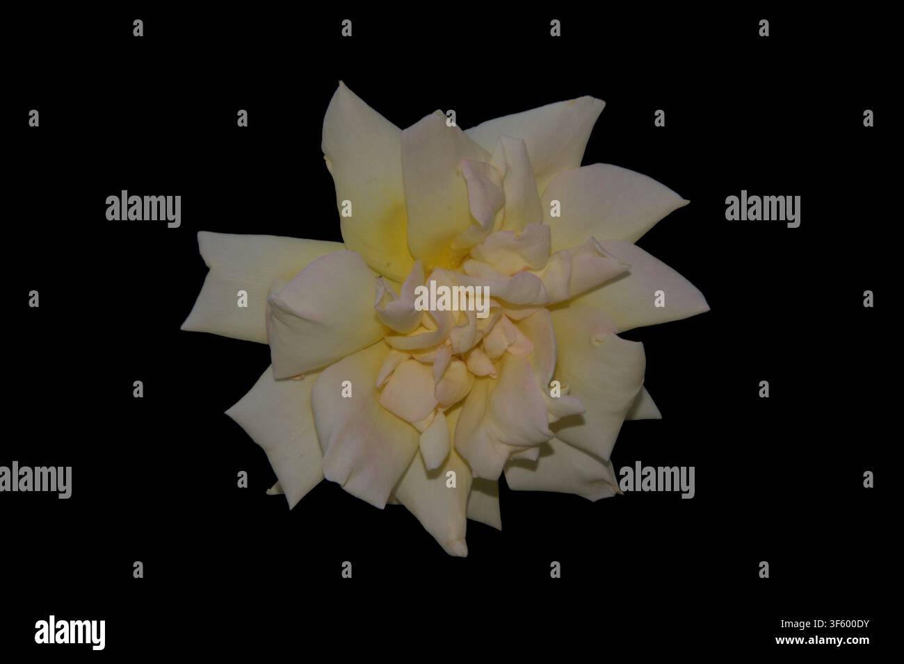 Isolated White Rose Bloom With Copy Space for Design Stock Photo